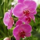 Penang Floral Festival